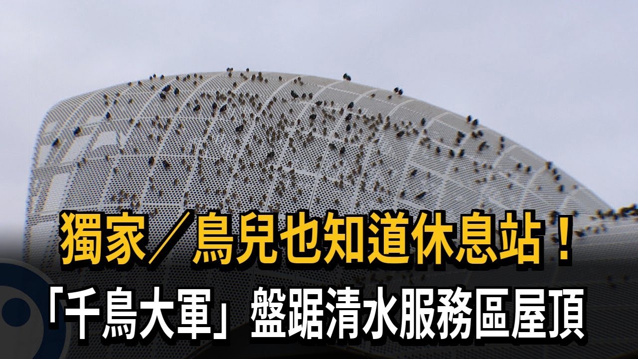 獨家／在屋頂唱歌！ 「千鳥大軍」聚集清水服務區造型屋頂上－民視新聞