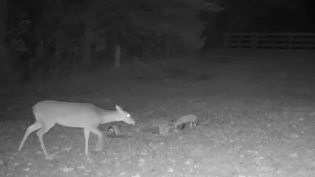 🦊Weekly Mr. Fox Sightings - Trail Cam Fox Action – Week of 11 08 2025 to 11 14 2025🦊