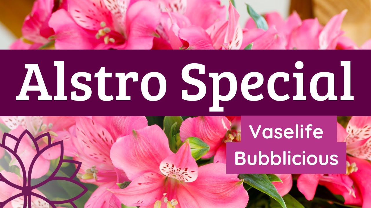 Alstro Special - Bubblicious vase life