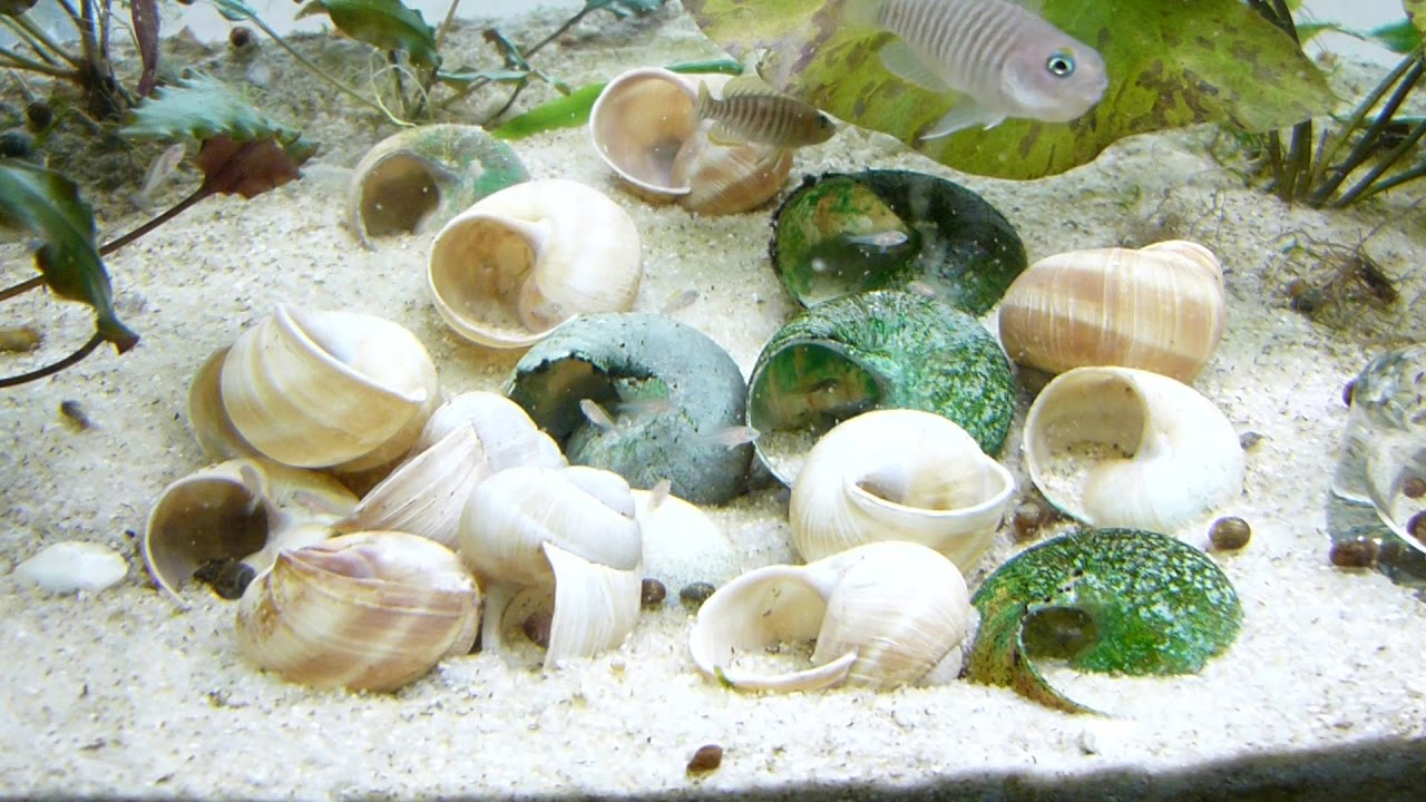 Neolamprologus Multifasciatus 21.12.17
