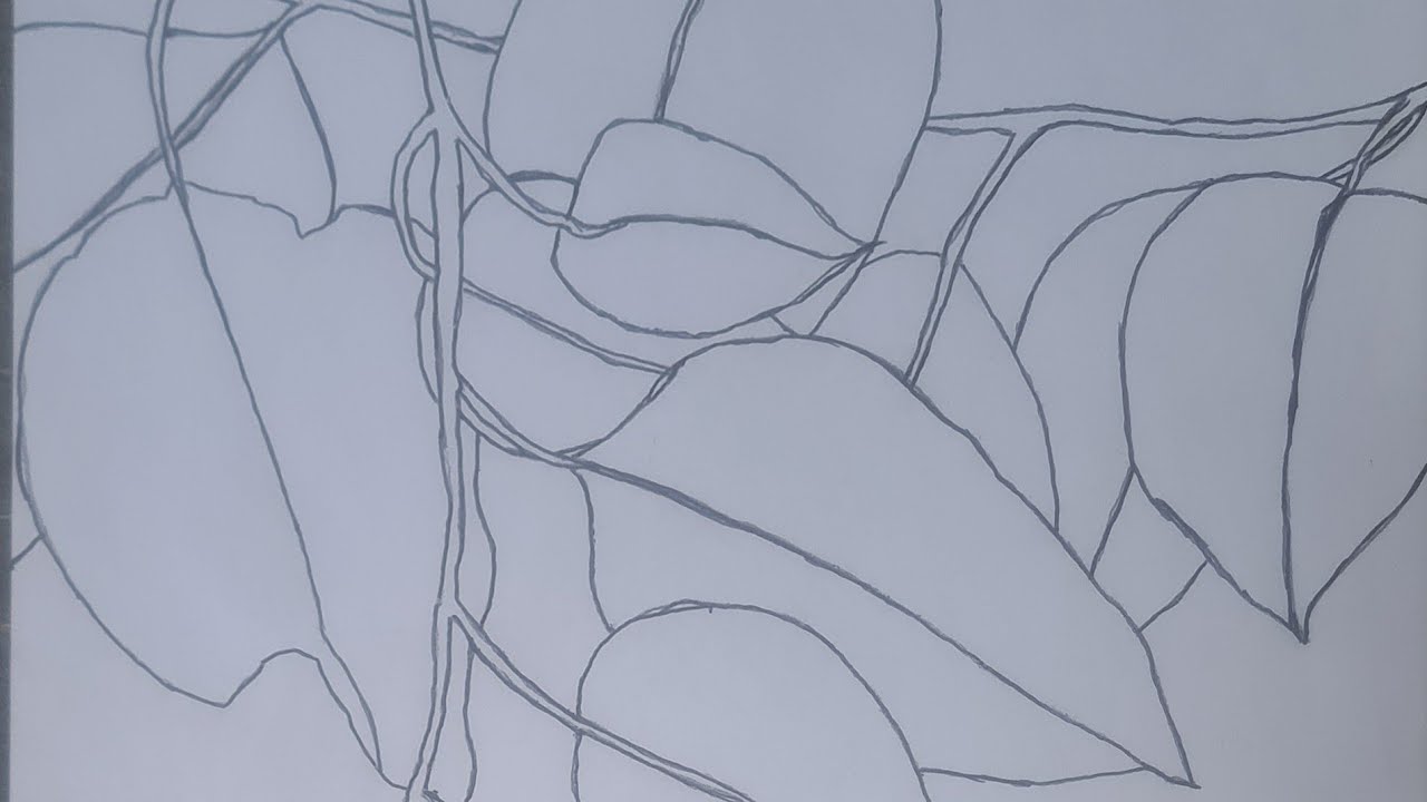 A drawing study of Eucalyptus red box tree leaves.