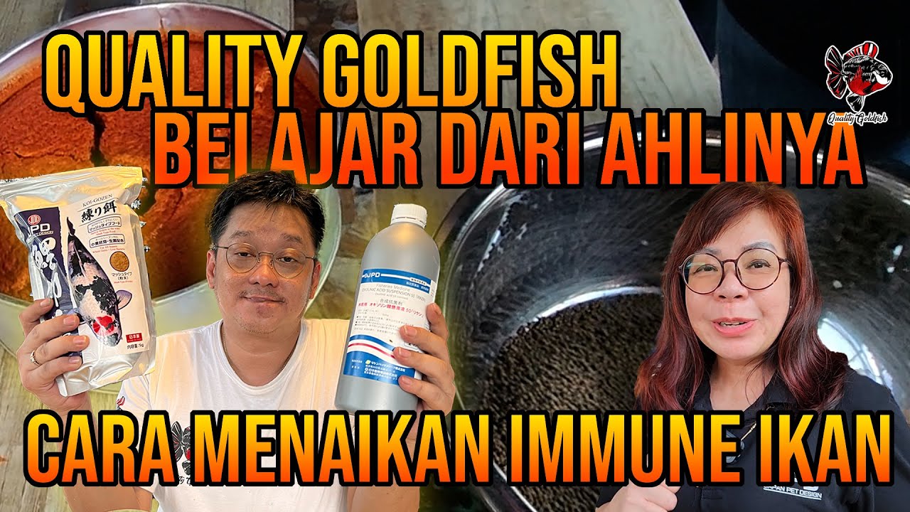 BOSS QUALITY GOLDFISH BELAJAR DENGAN AHLINYA UNTUK MENAIKAN IMMUNE IKAN ‼️