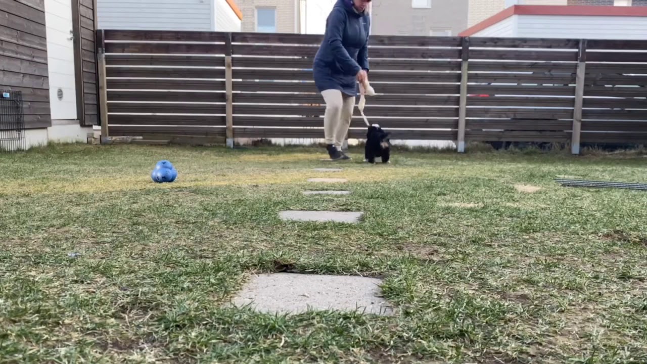 Funatic X yellow girl 6 weeks