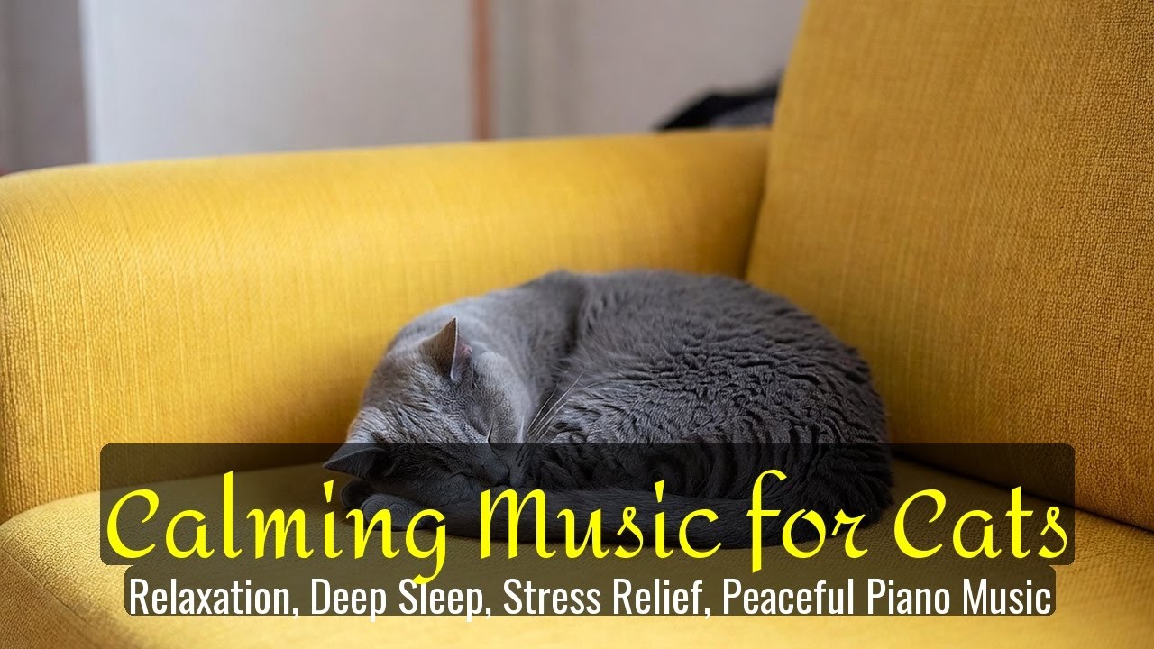 LIVE Sleeping Cats That Make You Feel Safe and Relaxed 🌙 | Season 85