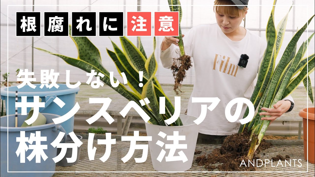 【プロが教える】サンスベリアの株分け完全ガイド｜タイミング・手順・注意点をわかりやすく解説！