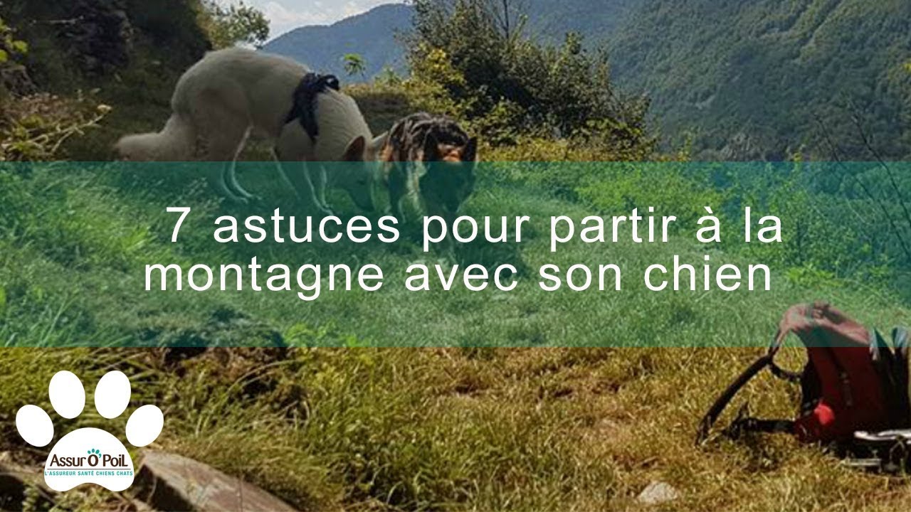 Mon chien &agrave; la montagne - Partir en vacances avec son chien | Assur O'Poil