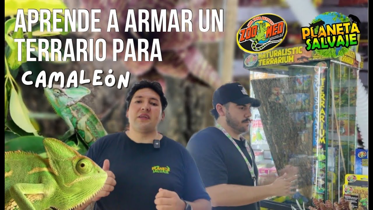 armado de terrario para nuestro camaleón velado con zoomed chile