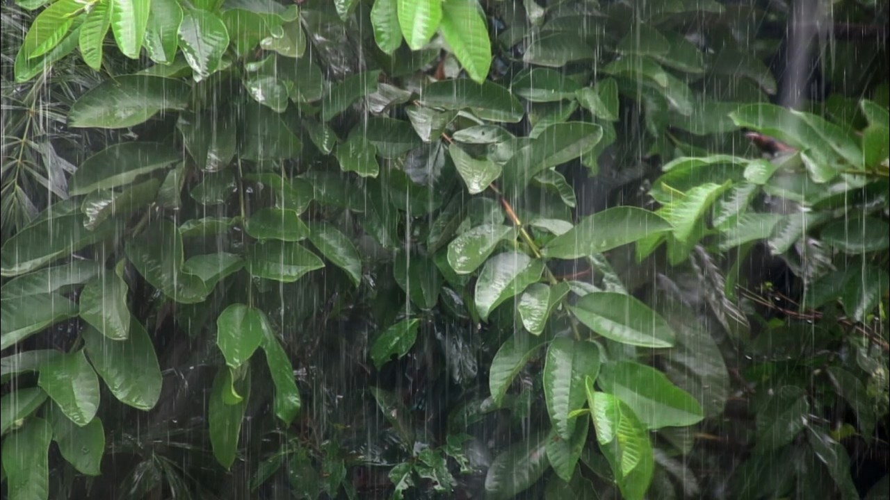 Rainforest Sounds for Sleeping – Gentle Jungle Rain Ambience for Deep Relaxation