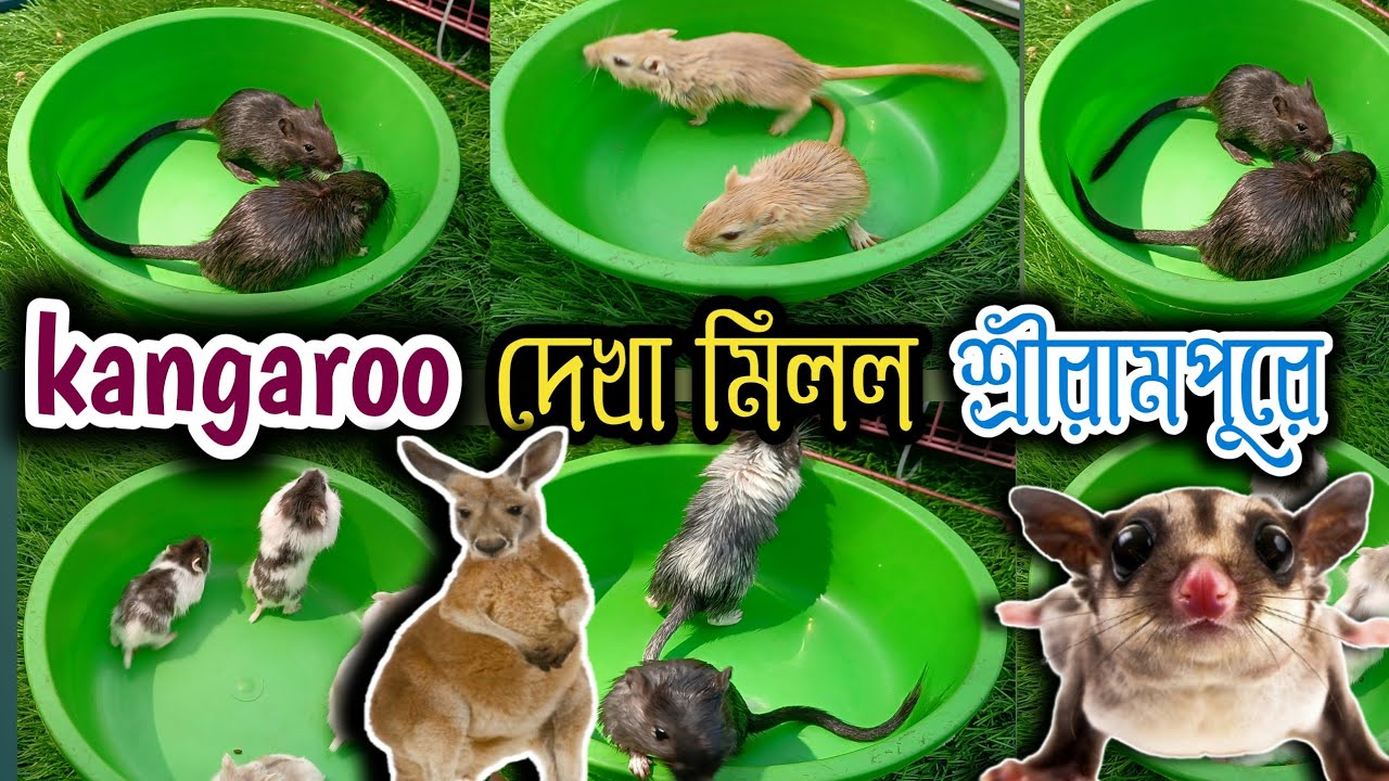 নতুন মাসে দেখা মিলল kangaroo প্রজাতির প্রানী সন্ধান serampore pet market  serampore Bird market 