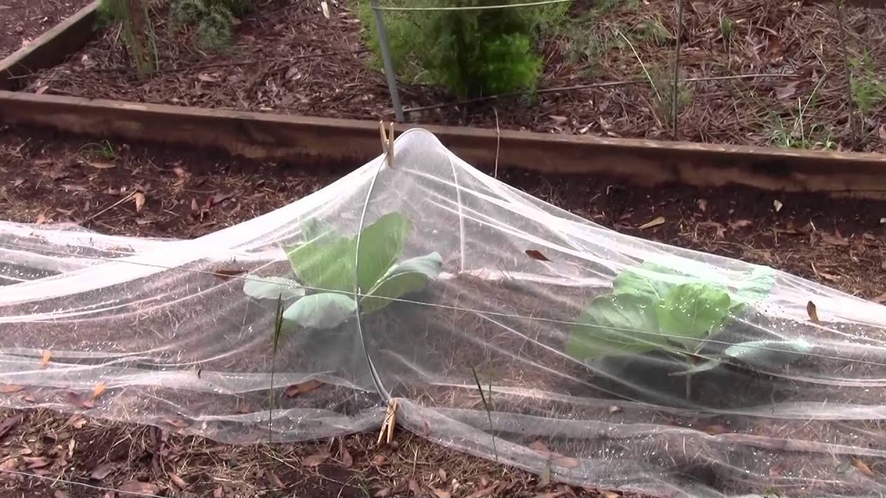 Tulle vs. Row Cover Follow-up #1