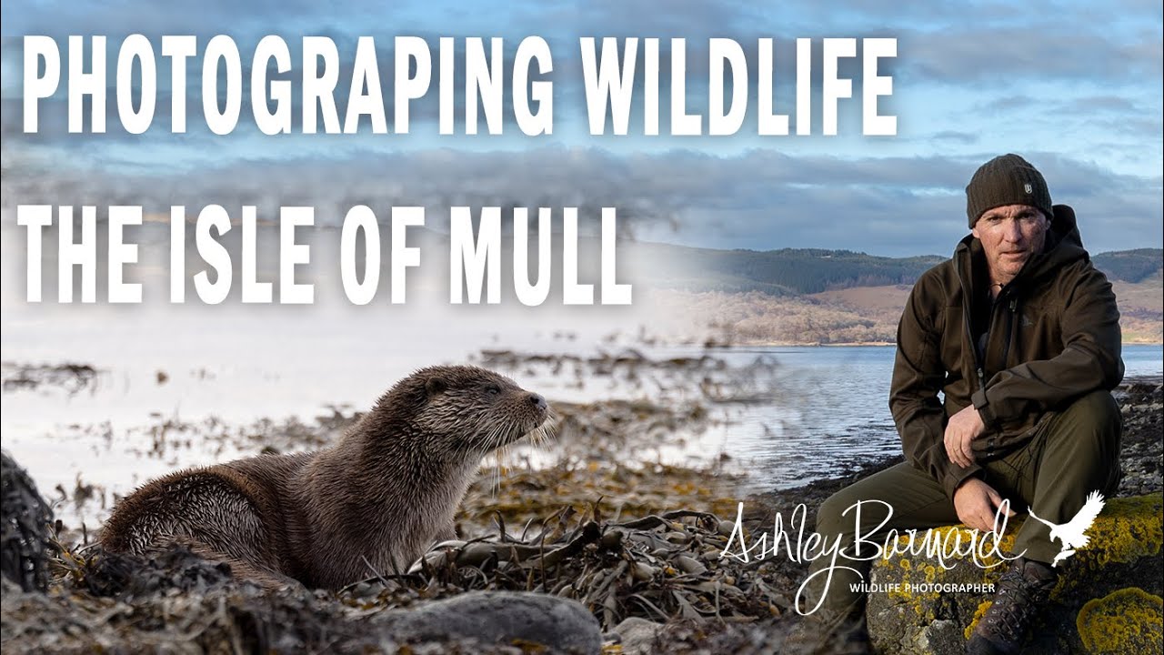 A Scottish Wilderness: An unforgettable Isle of Mull Wildlife Photography Adventure