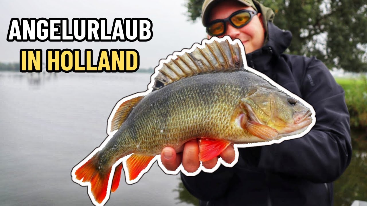 ANGELURLAUB in Holland an der Maas | Krumme Ruten auf Barsch, Hecht, Zander & Rapfen