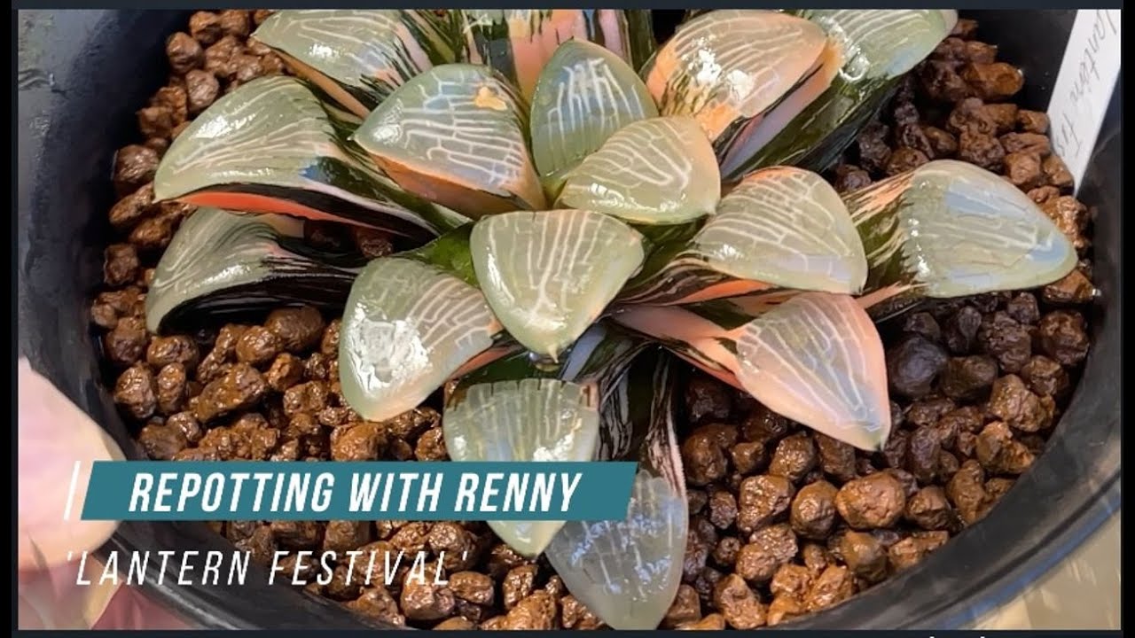 Repotting Renny's Haworthia variegated hybrid cv 'Lantern Festival' with Akadama