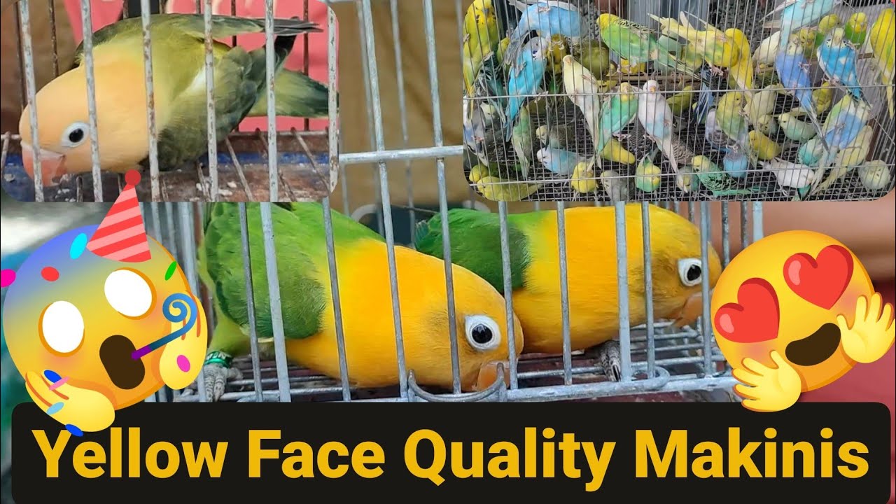Vlog474 Yellow Face Opaline Sa Malabon Pet Market😱🦜😱🌞🥳