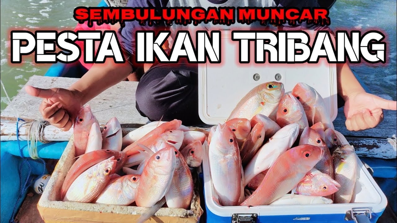 Pesta Ikan Tribang di sembulungan laut Muncar Banyuwangi