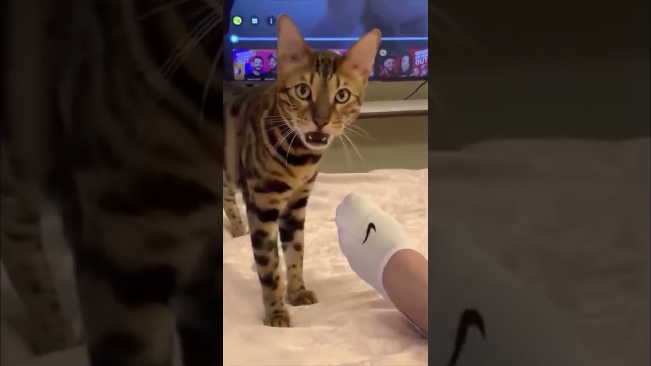 Lustige Katzen zum umfallen 🤣  @funny cats life #katze #lustig #lachen #shorts