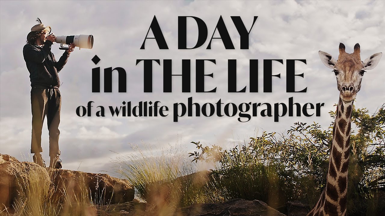 A Day in the Life of a Wildlife Photographer | In the Field with Donal Boyd