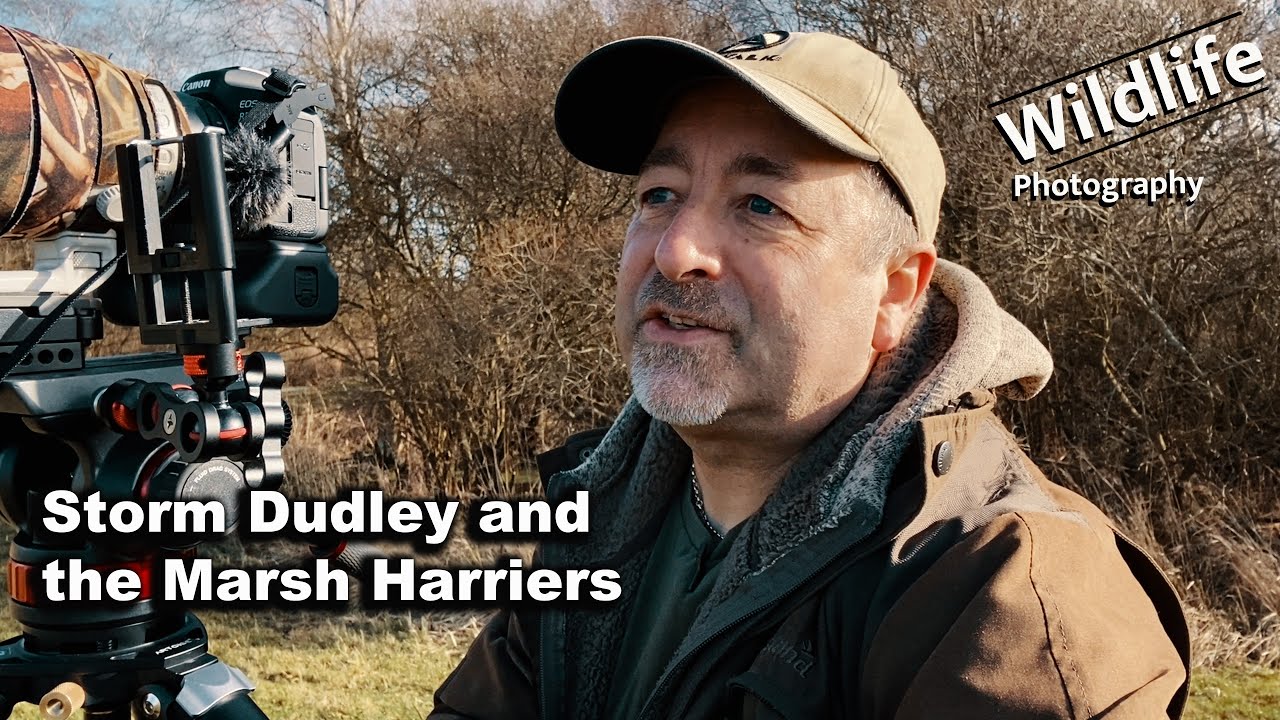Looking for Marsh Harriers | Eldernell and Woodwalton Pt 2 | UK Wildlife and Nature Photography