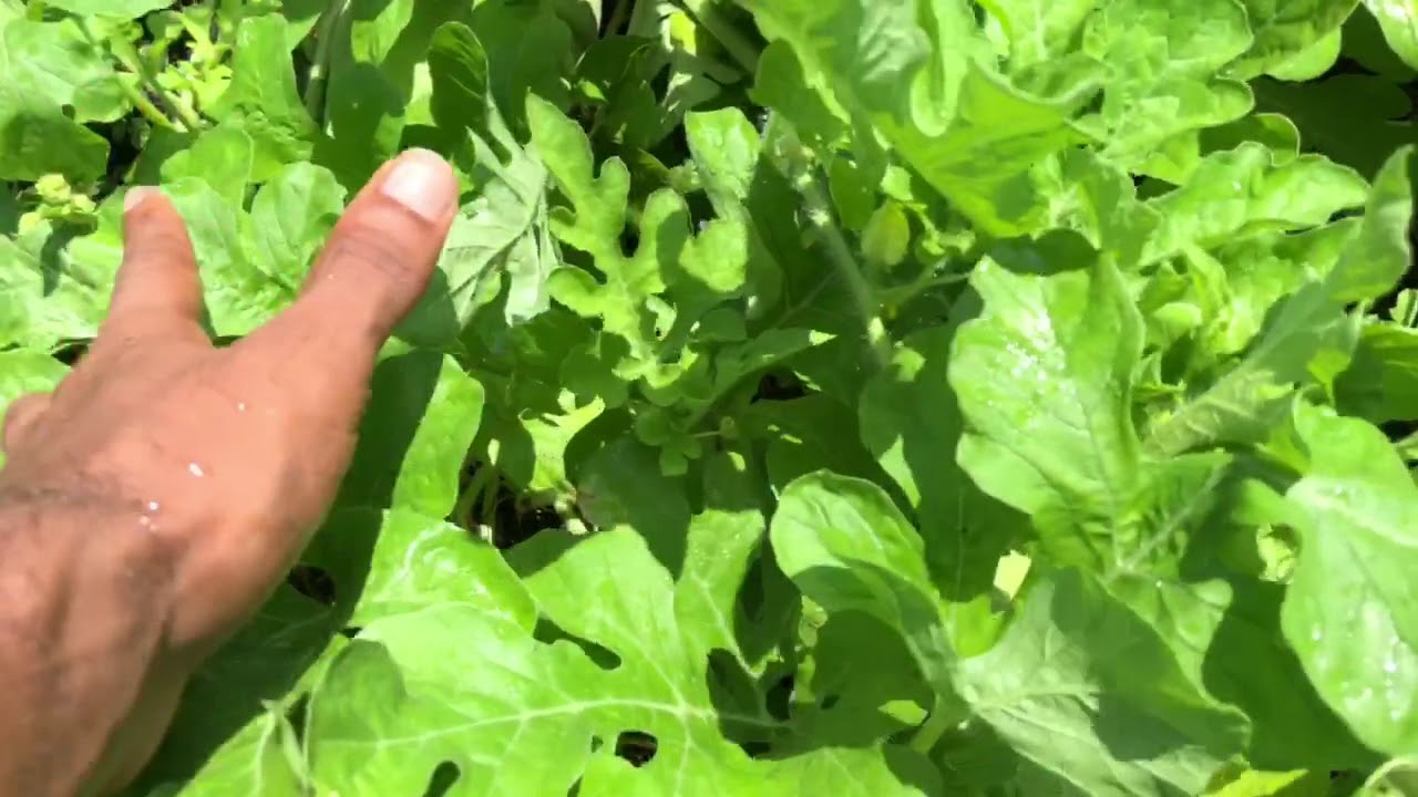 12 Watermelon Vines, 20 Swelling Melons! Fertilization for Gigantification!