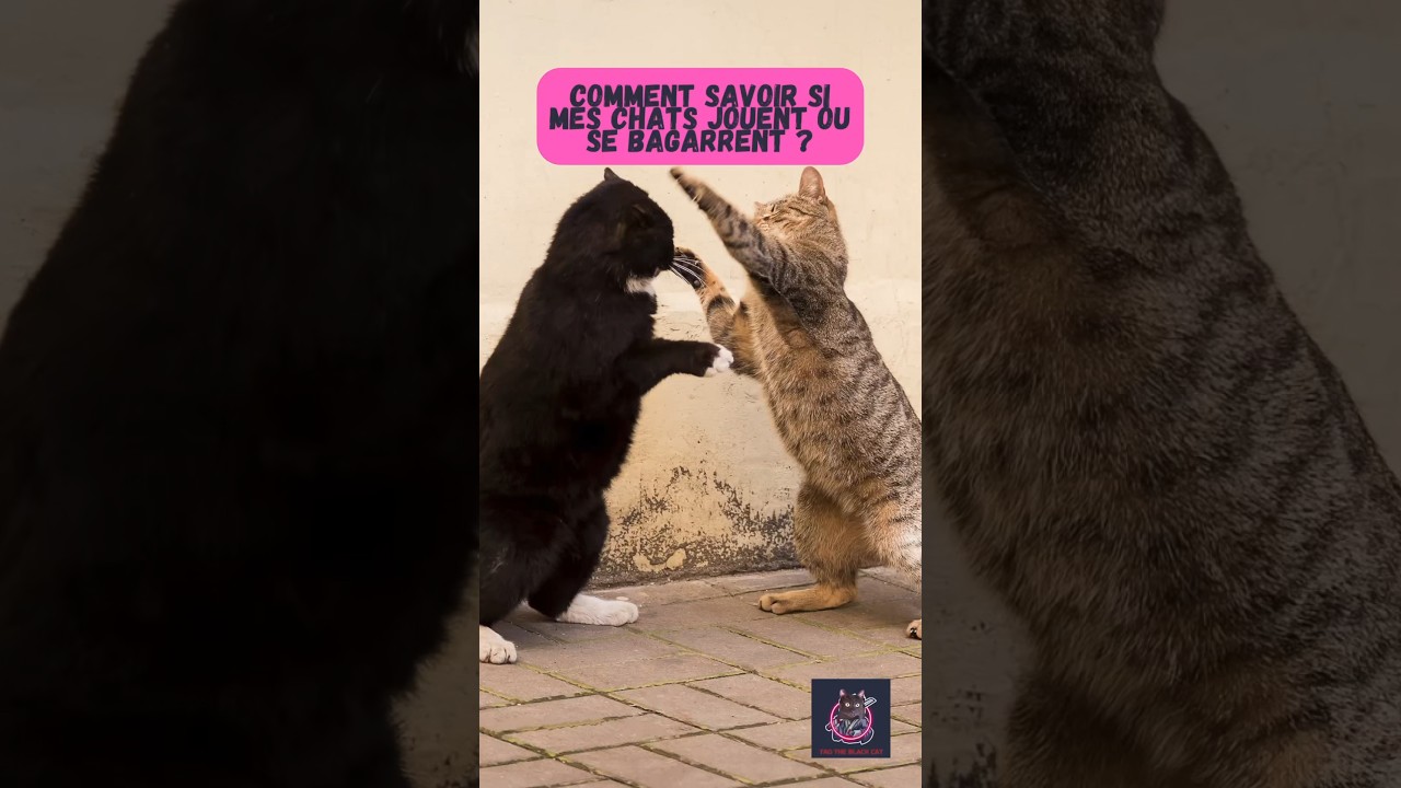 Comment Savoir si Mes Chats Jouent ou se Battent ? #savoir #comment #play #tuto #conseils #fighting