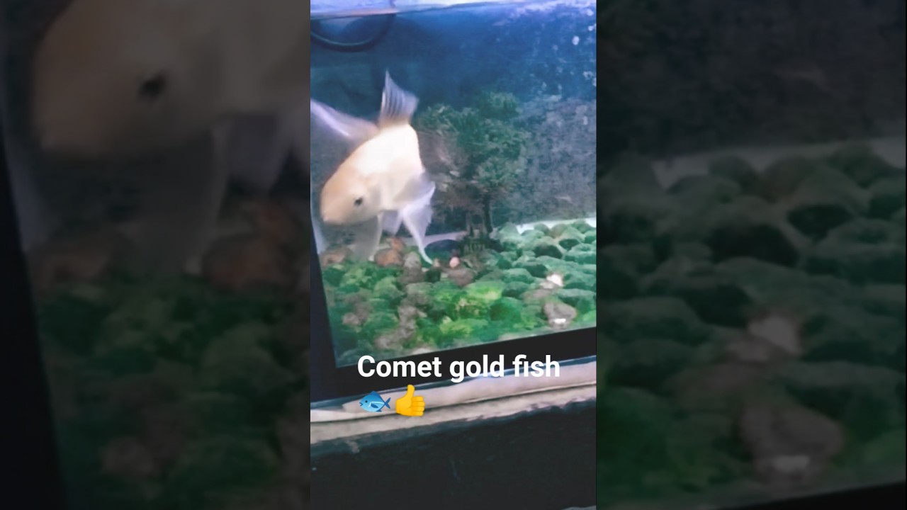 ||Comet gold fish || |What kind of fish is a comet gold fish? | 