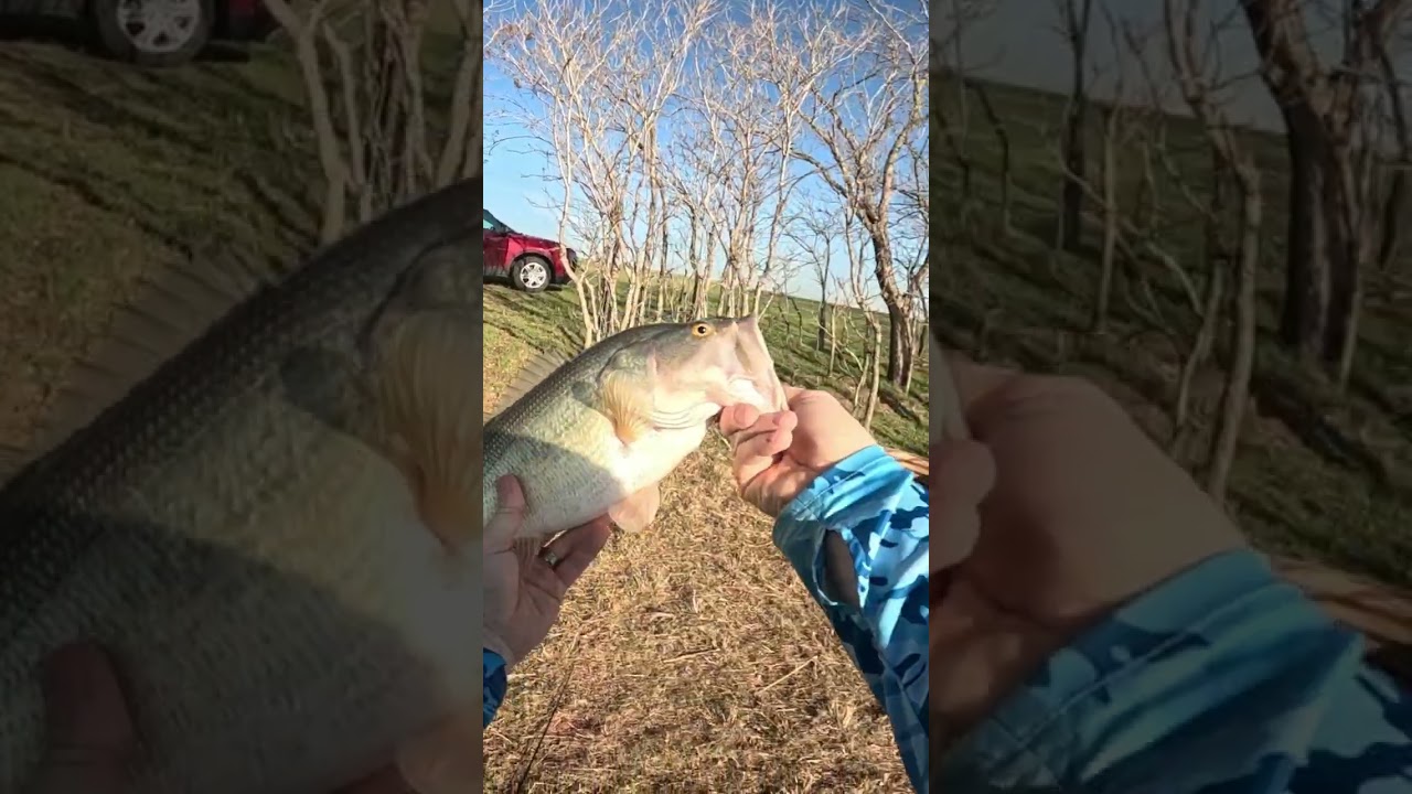 Bass on the First Cast! Think I underestimated the weight! #fishing #bassfishing