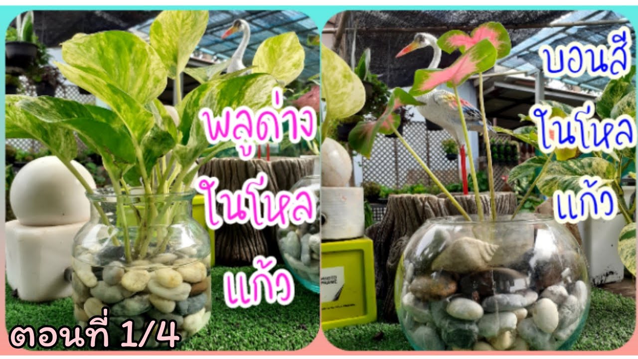 บอนสีไม้มงคล ราชินีไม้ใบมาแรง และพลูด่างต้นไม้ฟอกอากาศในโหลแก้วเพิ่มค่าและสุขใจ/นานาพันธุ์ไม้byนิตยา