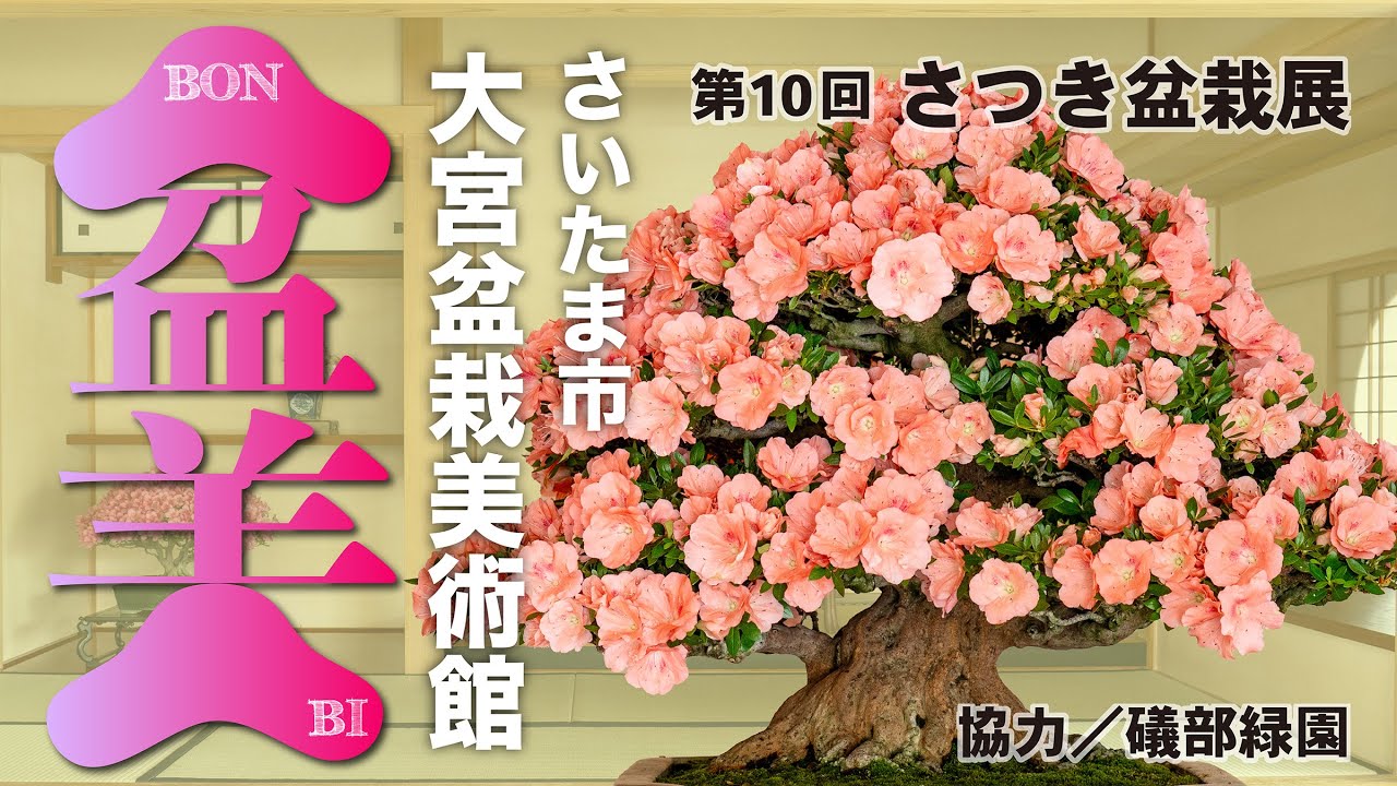 さいたま市大宮盆栽美術館主催　「さつき盆栽展」　協力：礒部緑園