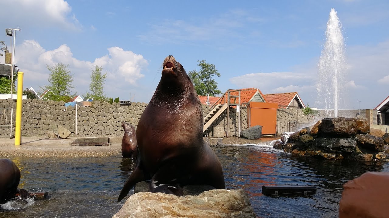 Dolfinarium Steller Zeeleeuwen Demonstratie 2022