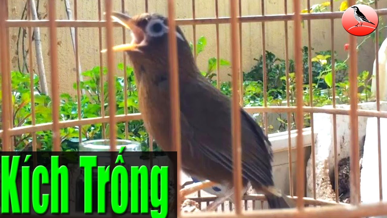 Xùy căng đét ! Video họa mi mái kích trống điên đảo