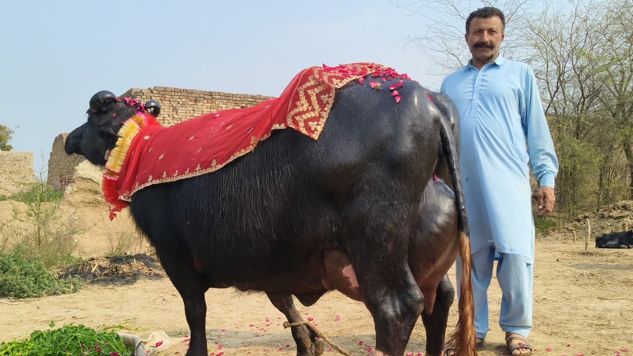  شاہدعلی بلوچ601گ ب{ 04عدد بھینسیں فروخت}17فروری Top Class Pure Neli Buffalo For Sale on Eitfaaq Tv 