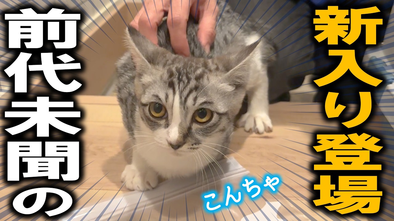 不運な事故で緊急保護された子猫、ひとりぼっちだったさみしさが爆発してしまったようです…