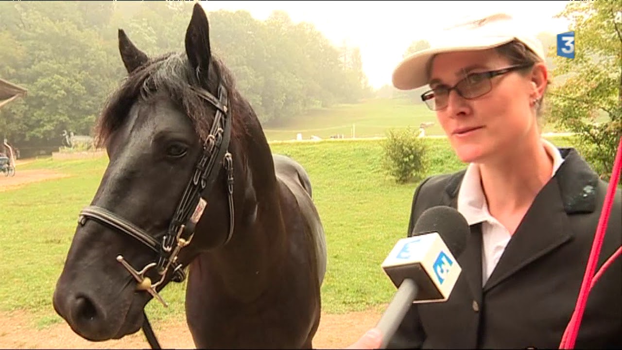 Ari&egrave;ge : le cheval de Merens appr&eacute;ci&eacute; des centres &eacute;questres