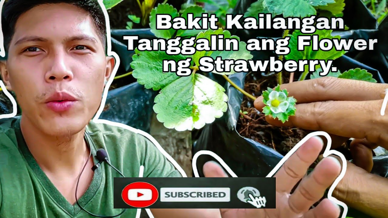 Strawberry sa Mainit na lugar Flower Pinching Bakit kailangan Tanggalin ang BULAKLAK