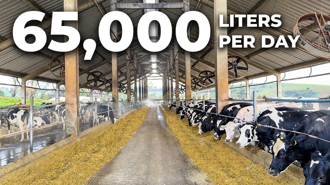 65,000 LITERS OF MILK PER DAY: THE COMPLETE STRUCTURE OF AGRINDUS IN BRAZIL 🇧🇷