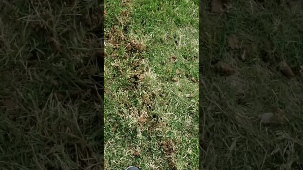Stinger Dual-Aer 2475 Demo part 2, not sure why YouTube decided it should be a short, video length?