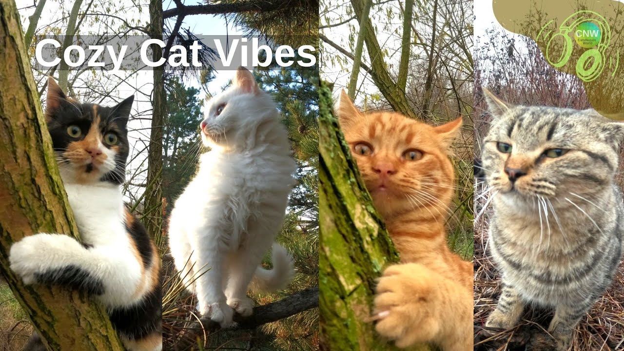 CNW &ndash; Lofi Chill Mix with Cats 🎵 | Relaxing Cozy Weekend Vibes | 2026