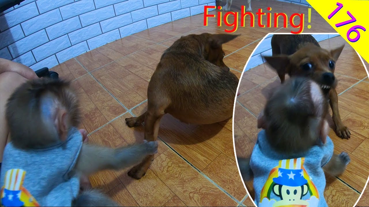 🐵Monkey baby fighting with dog and funny too!