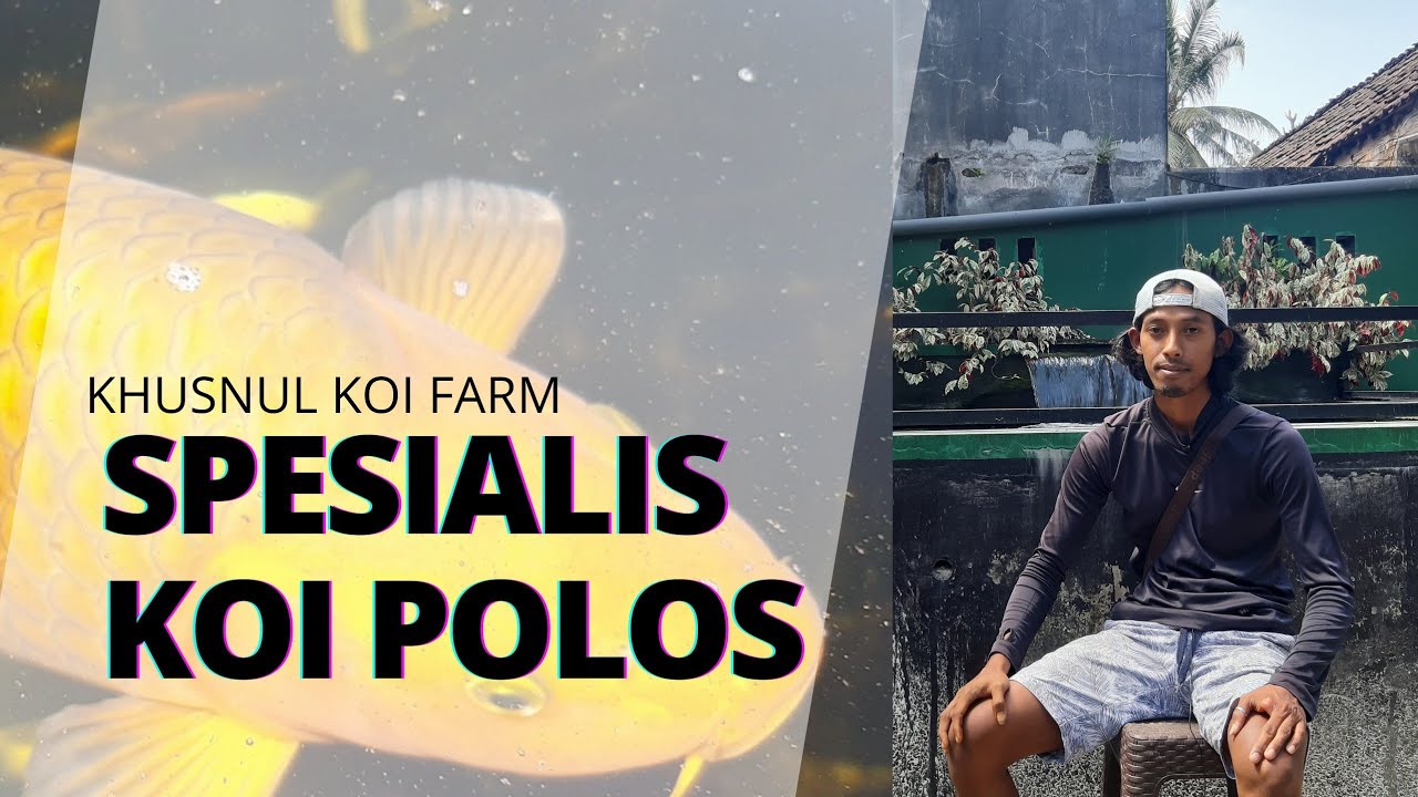 Breeder Koi Spesialis Ikan Polos (Kawarimono) | Khusnul Koi Farm Blitar