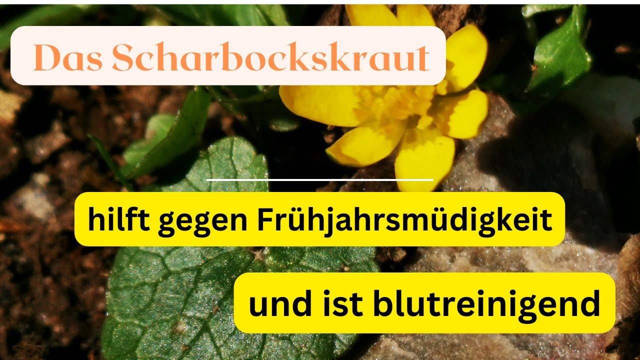 Das Scharbockskraut - Hilft Dir im Fr&uuml;hling auf die Beine und reinigt dein Blut