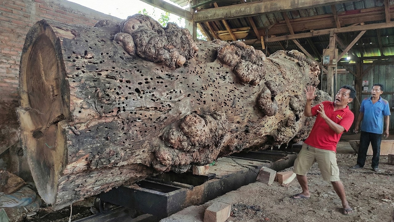 Unbelievable Transformation! A Stunning Redwood Giant Loses Its Beauty as Soon as It’s Cut