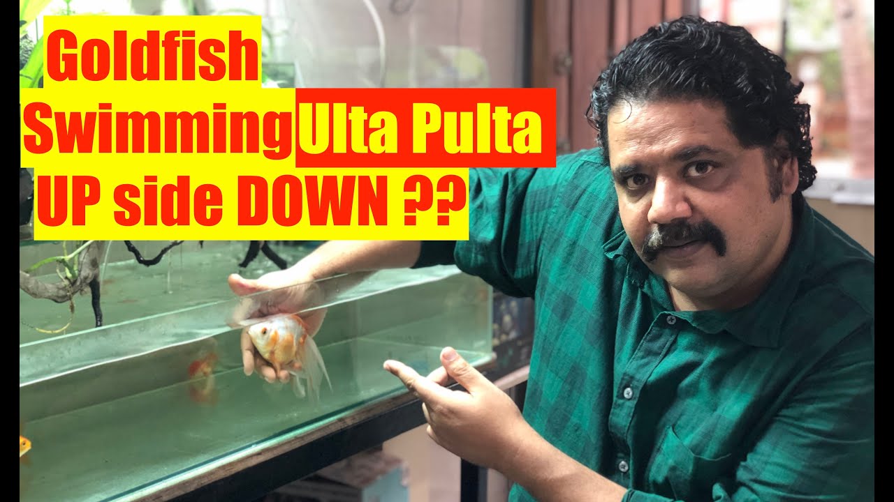 Goldfish Swim Bladder Disease | goldfish homemade medicine | goldfish swimming upside down