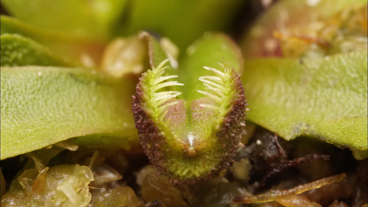 December Carnivorous Plant Tour - Finale for the Year