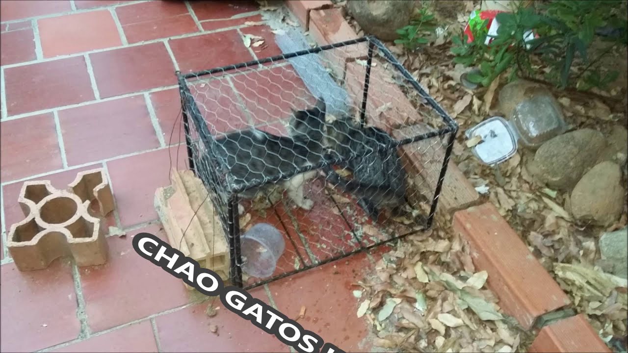 Como atrapar gatos