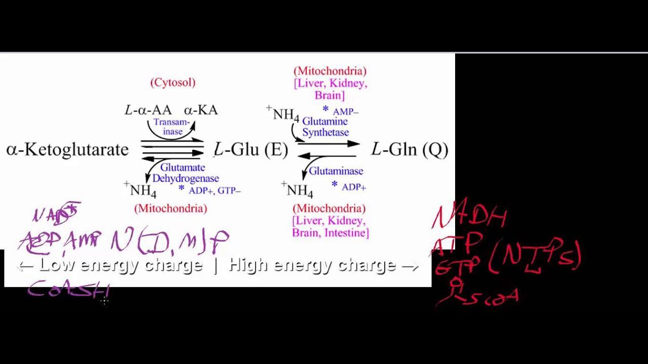 Biochemistry | Amino Acid Catabolism to α-Ketoglutarate