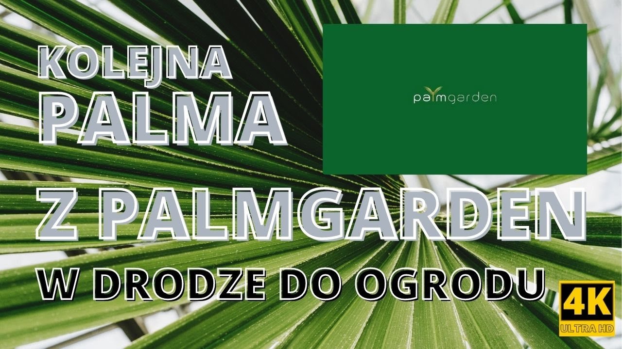 KOLEJNA PALMA Z PALMGARDEN trafia do mojego ogrodu.