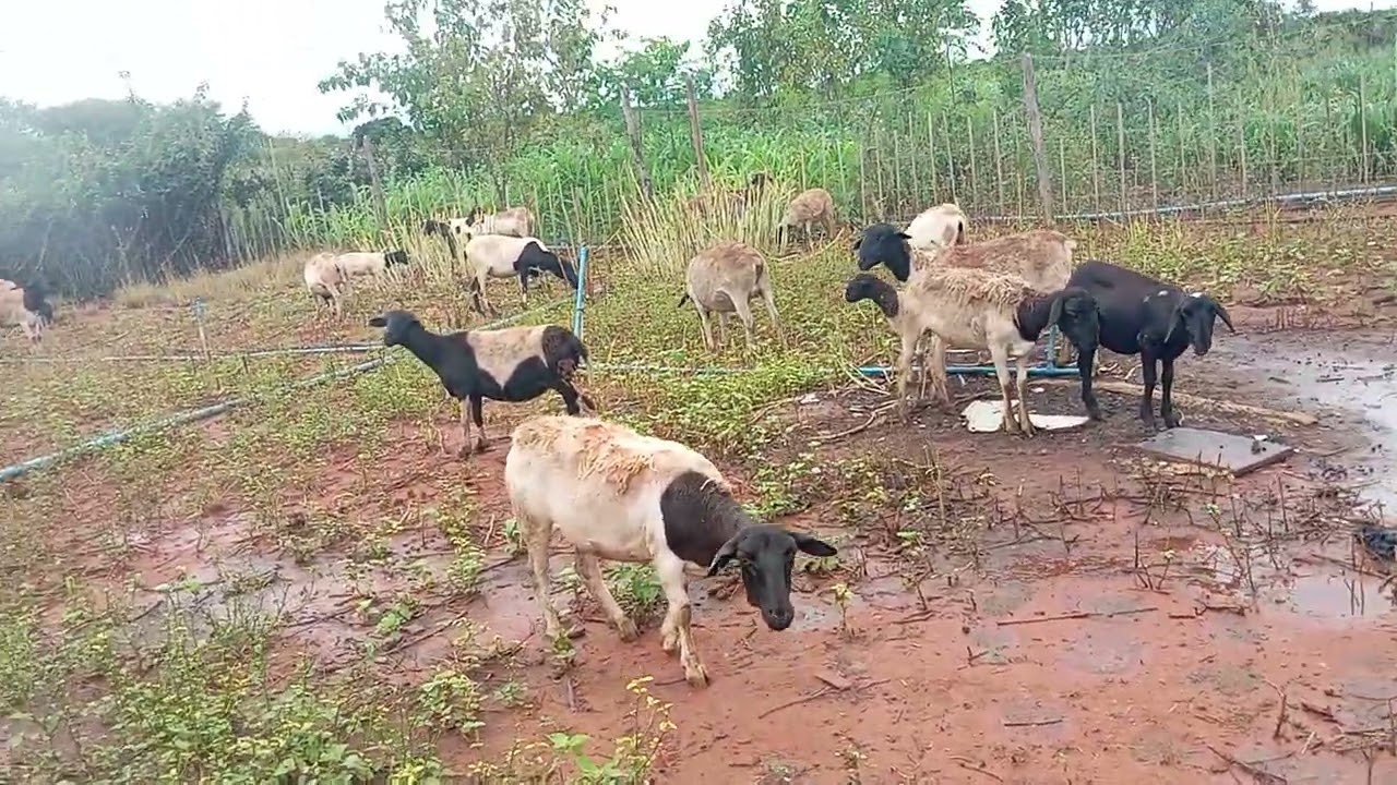 Muita chuva no sertão! E as criações tá como?