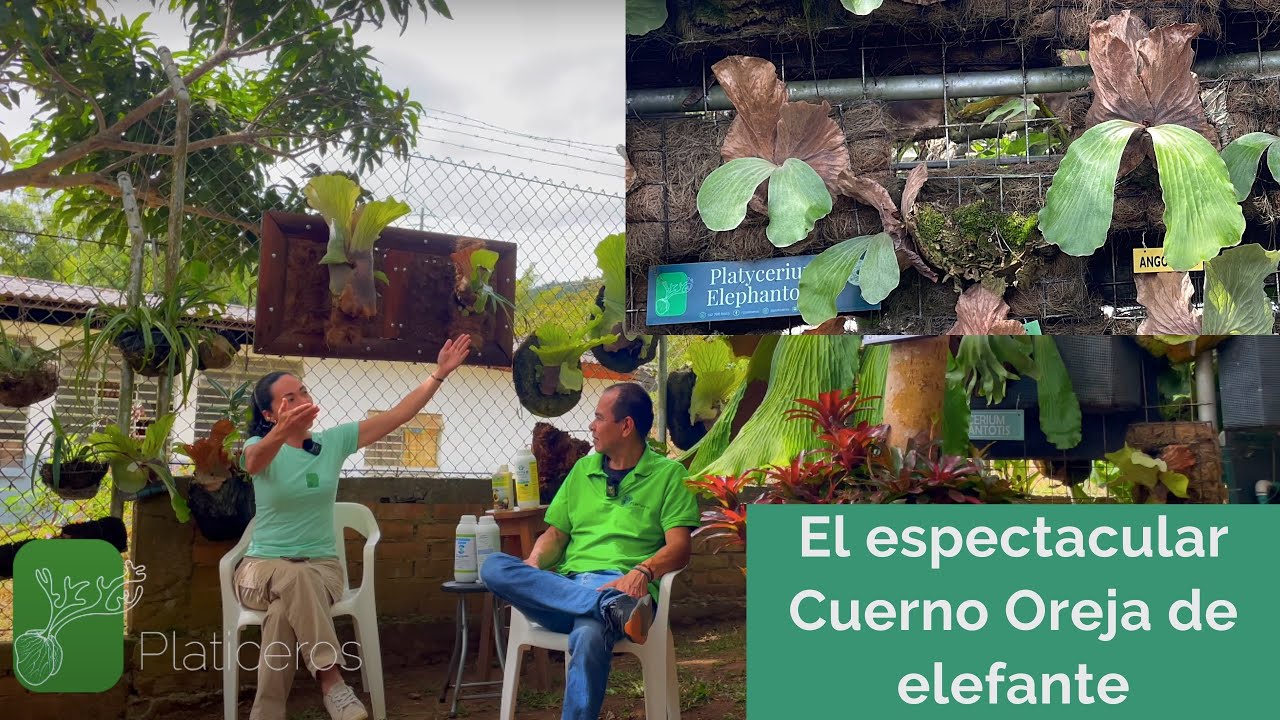 🐘El cuerno Oreja de Elefante - Todo lo que debes saber 🐘