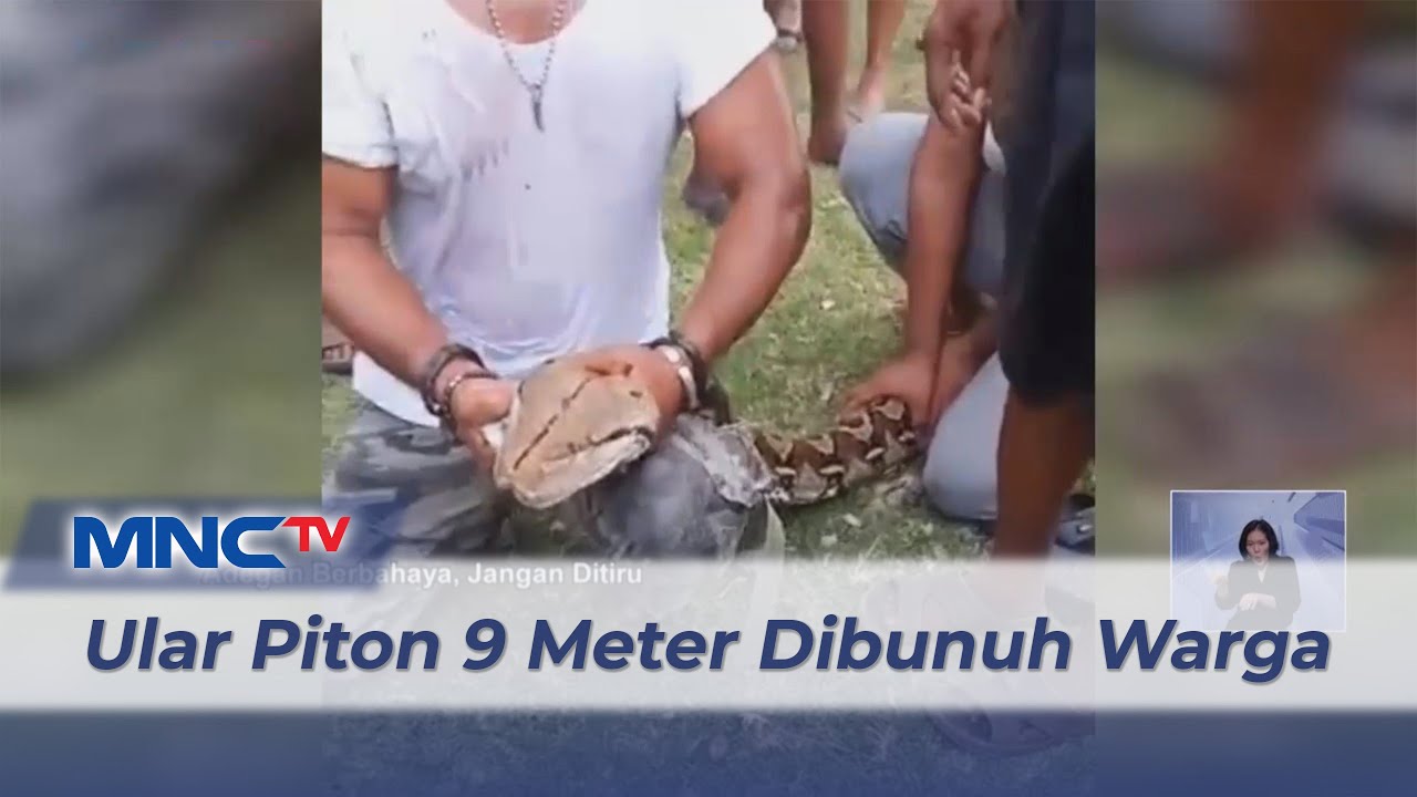 Ular Piton 9 Meter Dibunuh Warga di Buton Tengah, Sulawesi Tenggara 