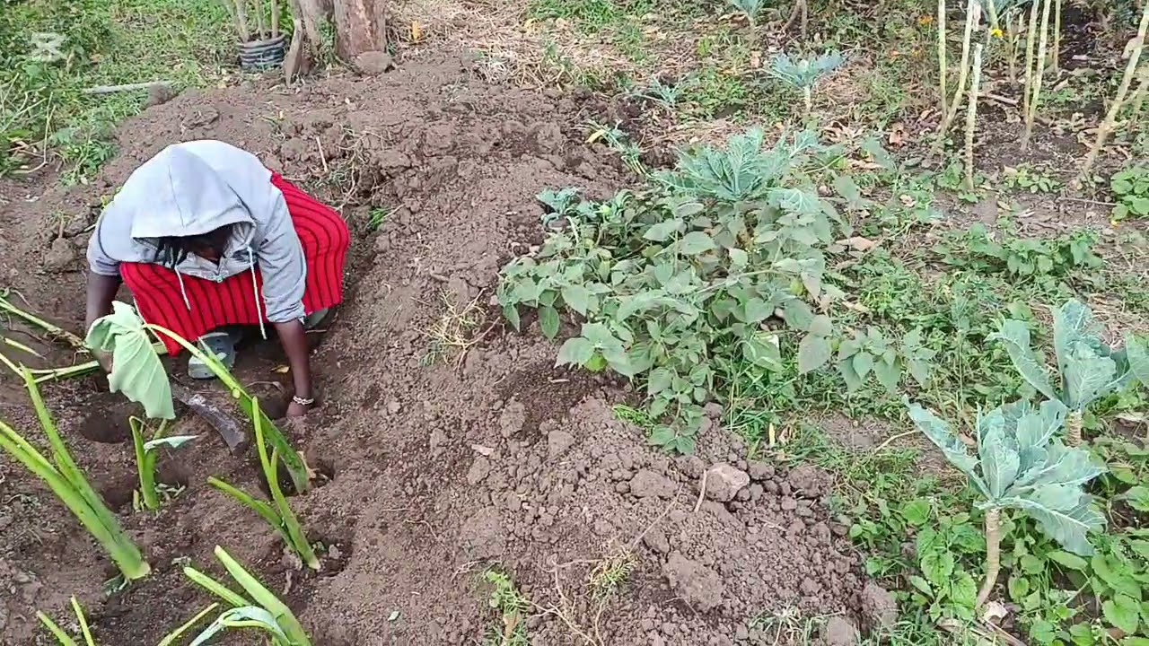🌱 Planting Arrowroots , Harvesting Fresh Vegetables: Spinach, Carrots 🥕 and Spring Onions.